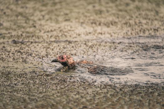 Turkey stuck in a sludge of human feces at a water treatment facility in California