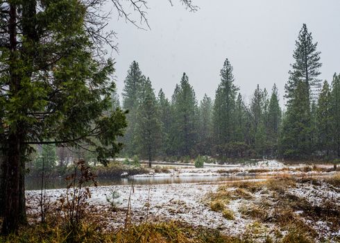 Winter snow falling in the Lassen National Park forest, California, US