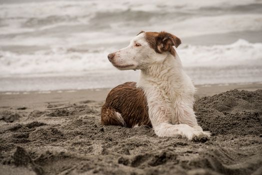 A brown and white, smooth-coated Border Collie, lays in the sand and looks into the distance