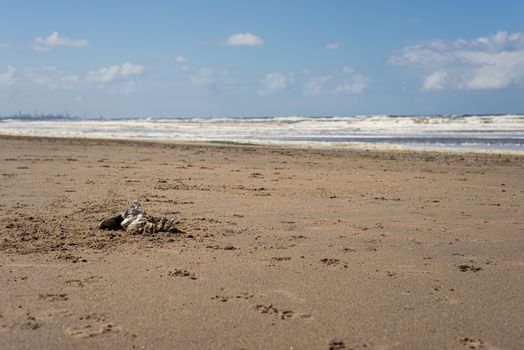 A dead seagull laying on a sandy beach