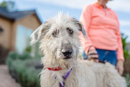 Irish wolfhound puppy standing outdoors, looking at the camera