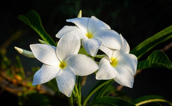 Close up of beautiful white Bridal Bouquet, Plumeria pudica flower with water drops, copy space