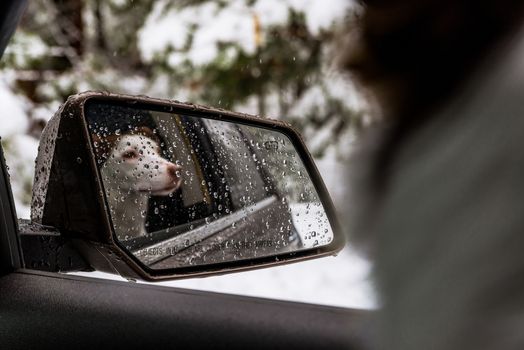 Rainy reflection of a young dog in the rear-view side mirror of a car