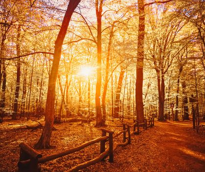 Autumn forest landscape at sunset or sunrise, nature and environment