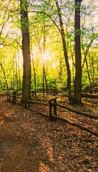 Spring forest landscape at sunset or sunrise, nature and environment