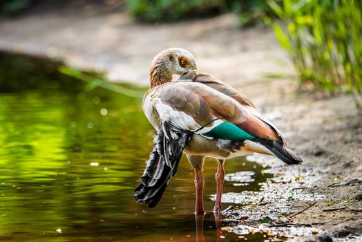 An egyptian goose with a broken wing preens its feathers