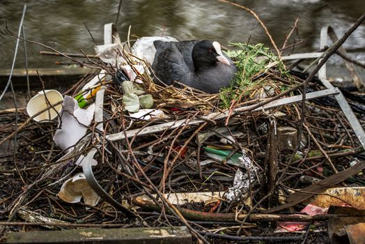 Eurasian Coot sitting on a nest built with human trash and litter in Amsterdam