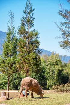 Sheep chewing grass on a meadow at Doi Inthanon Chiang mai, thailand