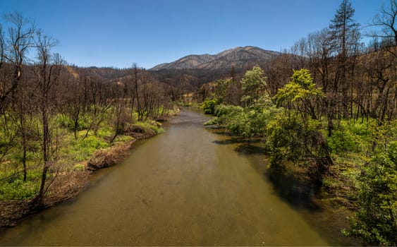 Burnt vegetation after the 2018 Carr Wildfire in far Northern California