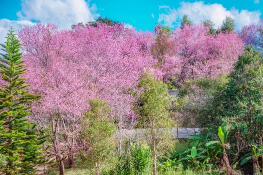 Blossom of Wild Himalayan Cherry (Prunus cerasoides) or Giant tiger flower in Chiang mai, Thailand.