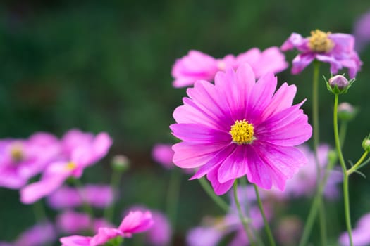 Closeup beautiful pink cosmos flower in the field with sunlight at morning, selective focus