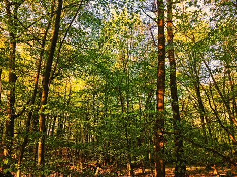 Spring forest landscape at sunset or sunrise, nature and environment