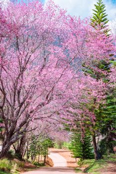 Blossom of Wild Himalayan Cherry (Prunus cerasoides) or Giant tiger flower in Chiang mai, Thailand.