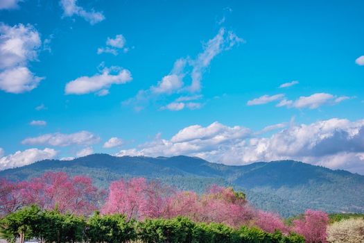 Blossom of Wild Himalayan Cherry (Prunus cerasoides) or Giant tiger flower in Chiang mai, Thailand.