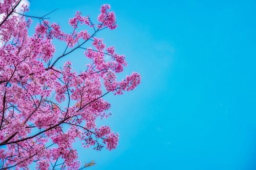 Blossom of Wild Himalayan Cherry (Prunus cerasoides) or Giant tiger flower on blue sky background In Chaing mai, Thailand. Selective focus.