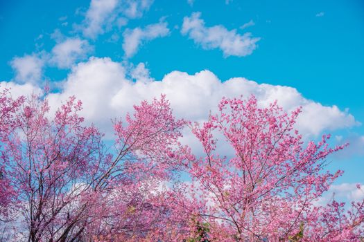 Blossom of Wild Himalayan Cherry (Prunus cerasoides) or Giant tiger flower on blue sky background In Chiang mai, Thailand. Selective focus.