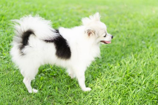 Closeup puppy pomeranian playing on green grass nature background, dog healthy concept, selective focus