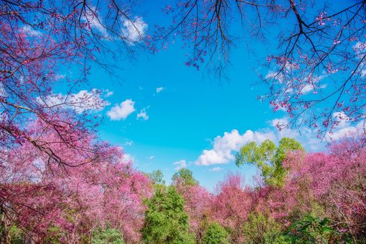 Blossom of Wild Himalayan Cherry (Prunus cerasoides) or Giant tiger flower on blue sky background In Chiang mai, Thailand. 