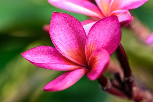 Close up of Pink Frangipani, Plumeria Sp flower with copy space