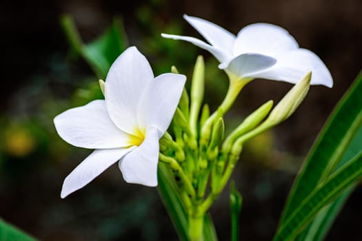 Close up of beautiful white Bridal Bouquet, Plumeria pudica flower with copy space