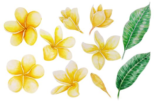 Set of plumeria or frangipani tropical flower with watercolor illustration