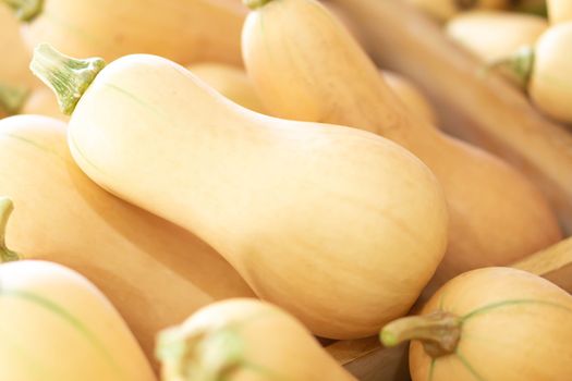 Closeup butternut squash on the wooden