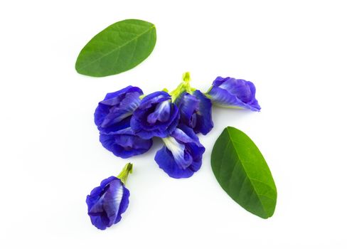 Butterfly pea flower on white background, herb and medical concept