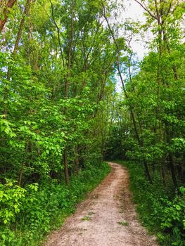 Countryside woods as rural landscape, amazing trees in green forest, nature and environment scenery