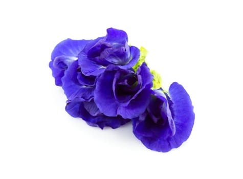 Butterfly pea flower on white background, herb and medical concept
