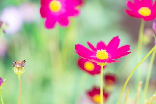 Closeup beautiful pink cosmos flower in the field with sunlight at morning, selective focus