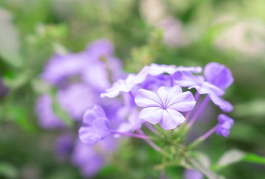 Closeup beautiful purple flower in the garden, selective focus