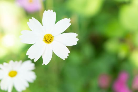 Closeup beautiful white cosmos flower in the field with sunlight at morning, selective focus