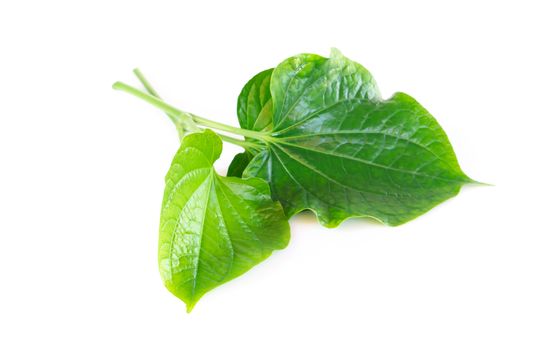 Green herb Piper sarmentosum Roxb or Chaplo leaves isolated on white background