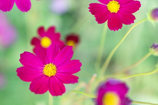Closeup beautiful pink cosmos flower in the field with sunlight at morning, selective focus