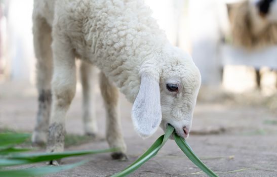 Closeup white lamb eating grass in farm, selective focus