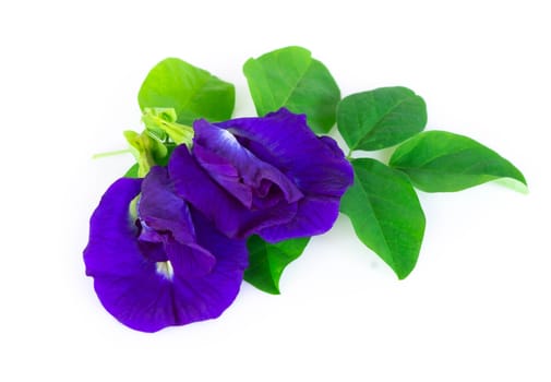 Butterfly pea flower on white background, herb and medical concept