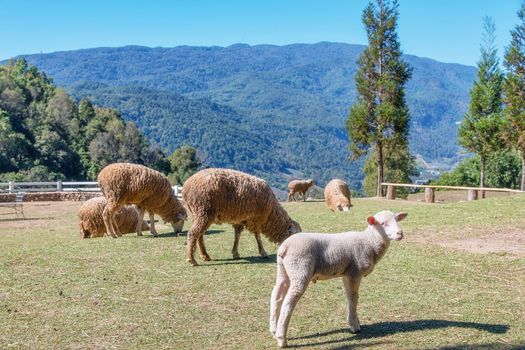 Sheep chewing grass on a meadow at Doi Inthanon Chiang mai, thailand