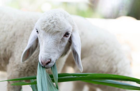 Closeup white lamb eating grass in farm, selective focus