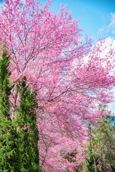 Blossom of Wild Himalayan Cherry (Prunus cerasoides) or Giant tiger flower in Chiang mai, Thailand.