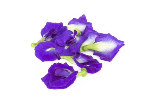 Butterfly pea flower on white background, herb and medical concept