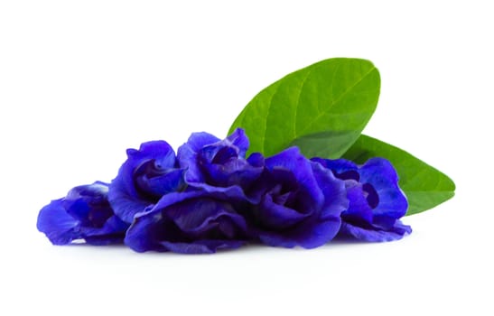 Butterfly pea flower on white background, herb and medical concept