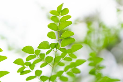 Closeup young moringa leaves branch, herb and medical concept