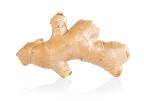 Fresh ginger root  islolated on white background for herb and medical product concept