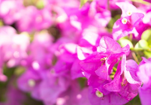 Closeup pink bougainvillea flowers in the garden, selective focus