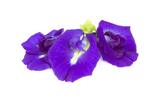 Butterfly pea flower on white background, herb and medical concept