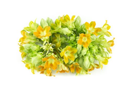 Cowslip creeper flower isolated on white background, food healthy concept