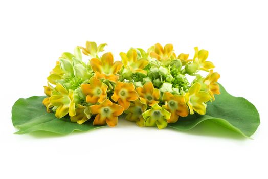 Cowslip creeper flower isolated on white background, food healthy concept