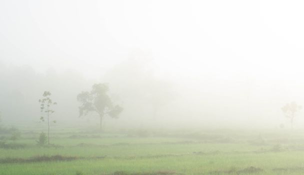 Green rice field with fog in the morning