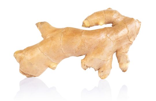 Fresh ginger root  islolated on white background for herb and medical product concept