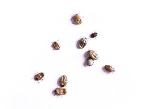 Dog tick isolated on white background, Pet heatlh care and medical concept